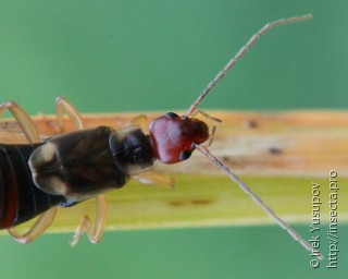 Forficula auricularia