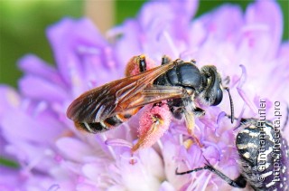 Имаго  Andrena hattorfiana