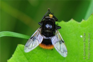 Volucella bombylans