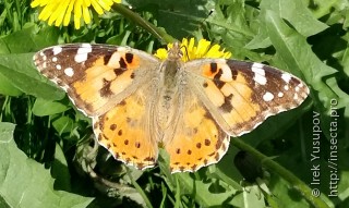 Vanessa cardui