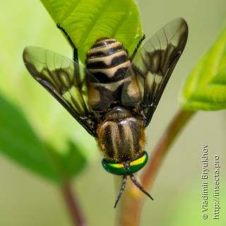 Chrysops divaricatus