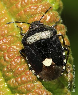 Menida violacea