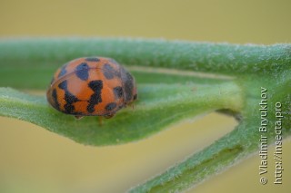 Subcoccinella vigintiquatuorpunctata