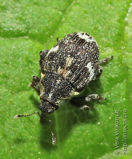 Nedyus quadrimaculatus