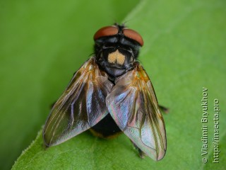 Самец  Phasia aurulans