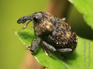 Syrotelus septentrionalis