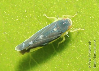 Eupteryx melanocephala