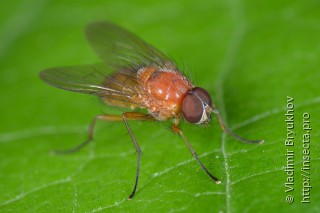 Thricops diaphanus