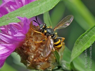 Имаго  Conops ceriaeformis