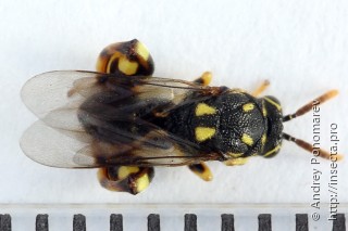 Conura xanthostigma