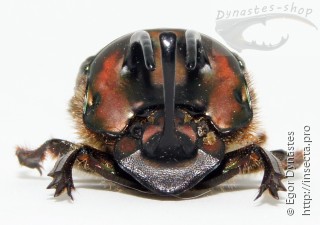 Phanaeus bispinus