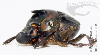 Phanaeus bispinus