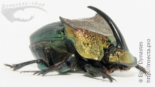 Phanaeus vindex