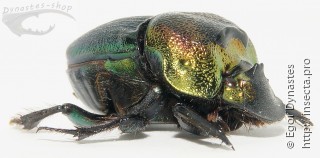 Phanaeus vindex