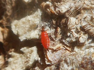 Личинка  Haplothrips tritici