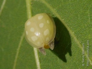 Halyzia sedecimguttata