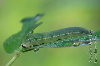 Macrophya sanguinolenta