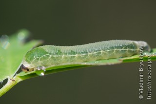 Macrophya sanguinolenta