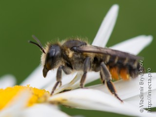 Megachile lapponica