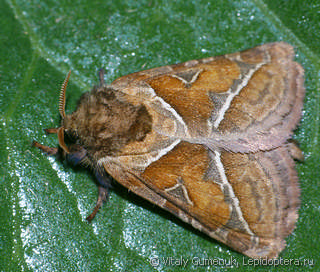 Самец  (Triodia sylvina)