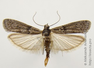 Имаго  (Ephestia kuehniella)