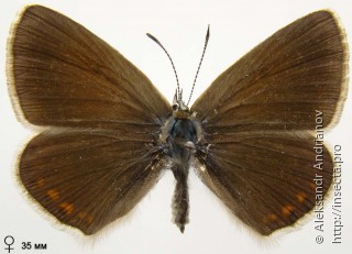 Polyommatus dorylas