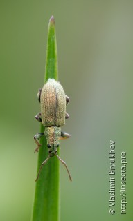 Phyllobius argentatus