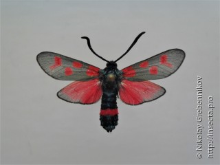 Zygaena centaureae