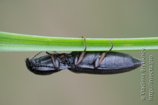 Aplotarsus incanus