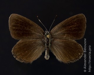 Самец  Neolycaena eckweileri