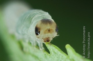 Личинка  Macrophya infumata