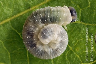 Macrophya infumata