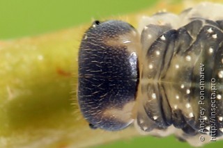 Macrophya infumata