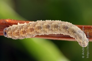Личинка  Macrophya infumata
