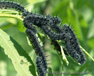 Nymphalis xanthomelas