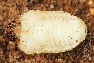 Scolytus ratzeburgi