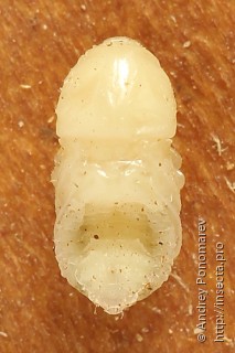 Scolytus ratzeburgi