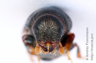 Scolytus ratzeburgi