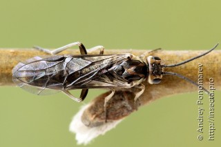 Самка  Amauronematus stenogaster