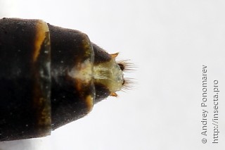 Strongylogaster xanthocera