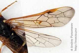 Strongylogaster xanthocera