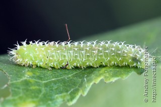 Pareophora pruni