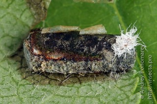 Pareophora pruni