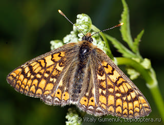 Euphydryas aurinia