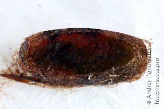 Amauronematus amplus