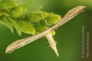 Самец  Hellinsia tephradactyla