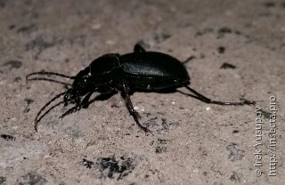 Carabus convexus