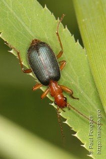 Brachinus crepitans