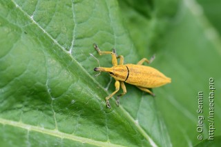 Lixus iridis