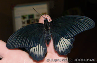 Papilio rumanzovia